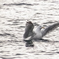 IMG 0498