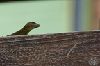 Jamaika 2014 65