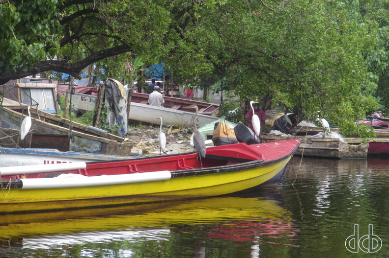 Jamaika_2014_91.jpg